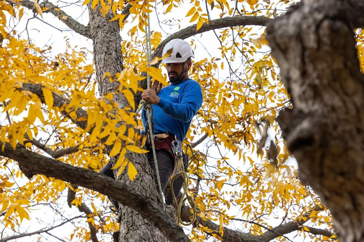 Skilled Tree Pruning crew working in Newport Coast